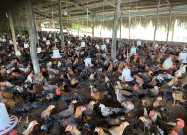 CUNG CẤP GÀ TRE - GIAO SỈ 