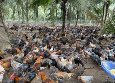 GÀ TRE - CUNG CẤP SỈ LẺ GÀ TRE BẾN TRE