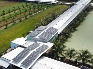 TRẠI GÀ BẾN TRE - TRẠI GÀ DŨNG 12