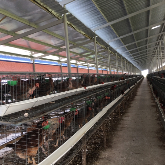 CUNG CẤP GÀ NÒI SỐ LƯỢNG LỚN TOÀN QUỐC