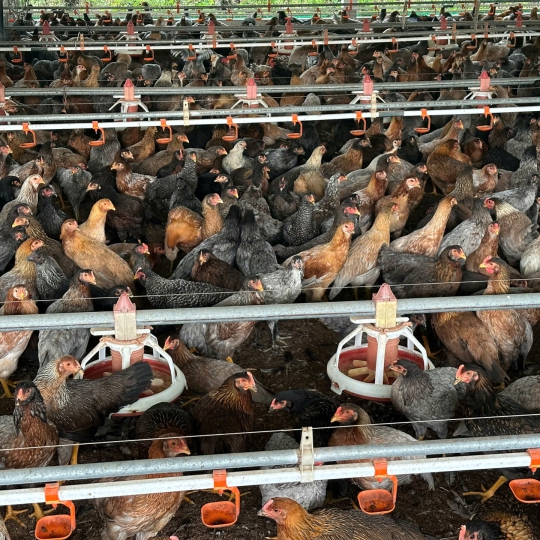 CUNG CẤP GÀ NÒI SỐ LƯỢNG LỚN TOÀN QUỐC