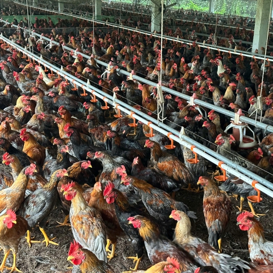 CUNG CẤP GÀ NÒI SỐ LƯỢNG LỚN TOÀN QUỐC