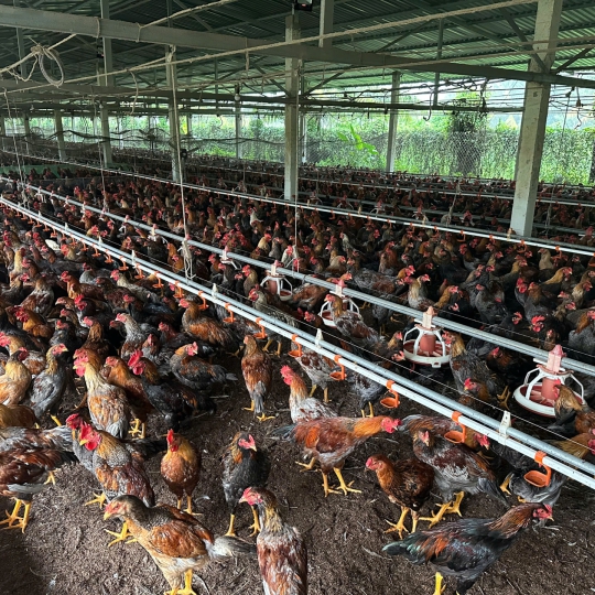 CUNG CẤP GÀ NÒI SỐ LƯỢNG LỚN TOÀN QUỐC