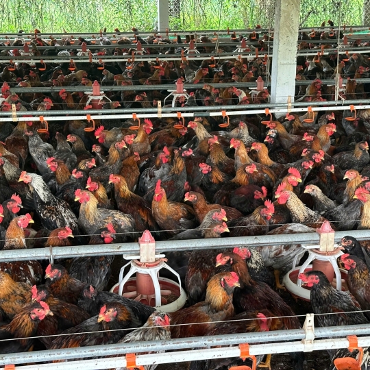 CUNG CẤP GÀ NÒI SỐ LƯỢNG LỚN TOÀN QUỐC