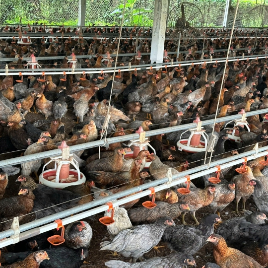 CUNG CẤP GÀ NÒI SỐ LƯỢNG LỚN TOÀN QUỐC