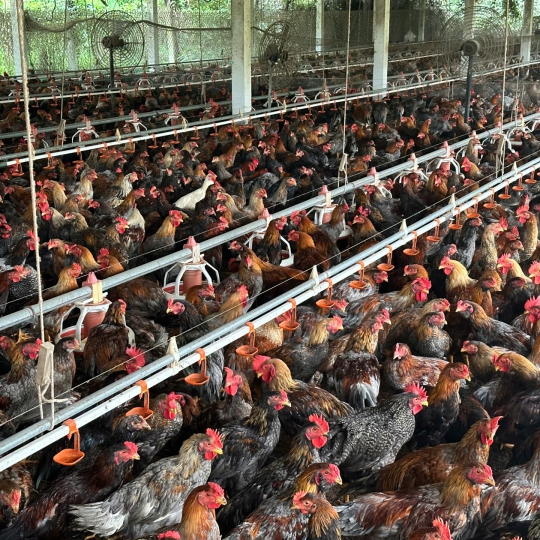 CUNG CẤP GÀ NÒI SỐ LƯỢNG LỚN TOÀN QUỐC