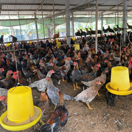 CUNG CẤP GÀ NÒI SỐ LƯỢNG LỚN TOÀN QUỐC