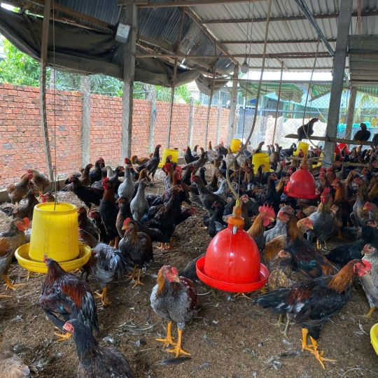 CUNG CẤP GÀ NÒI SỐ LƯỢNG LỚN TOÀN QUỐC