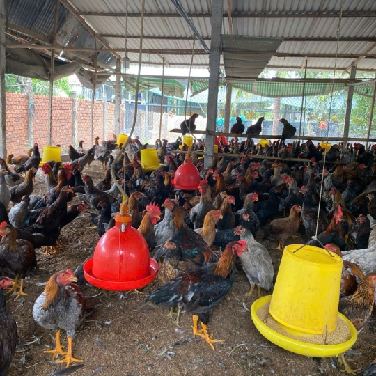 CUNG CẤP GÀ NÒI SỐ LƯỢNG LỚN TOÀN QUỐC