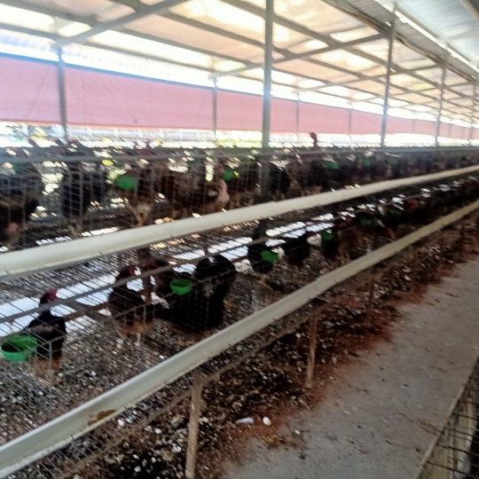 CUNG CẤP GÀ GIỐNG