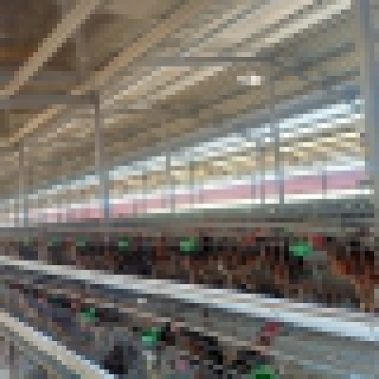 CUNG CẤP GÀ GIỐNG