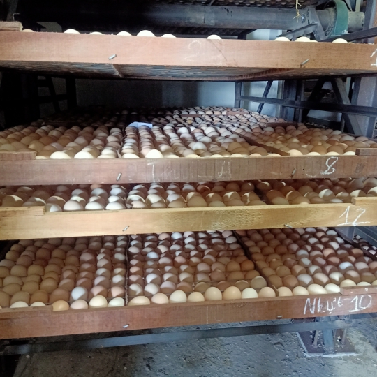 GÀ GIỐNG LAI BẾN TRE