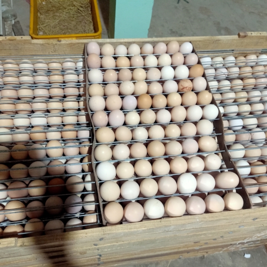 GÀ GIỐNG LAI BẾN TRE