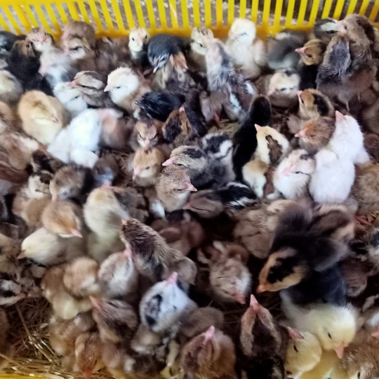 CUNG CẤP GÀ NÒI LAI BẾN TRE