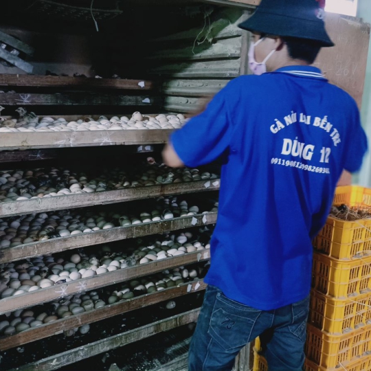 CUNG CẤP GÀ NÒI LAI BẾN TRE