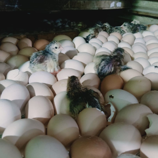 GÀ GIỐNG LAI BẾN TRE