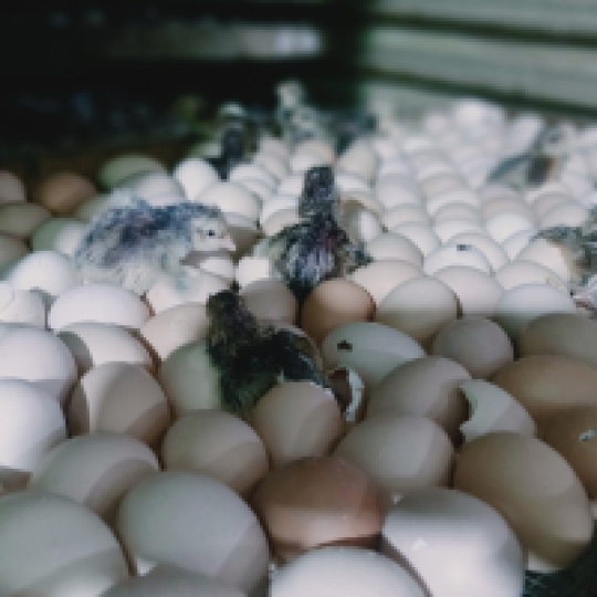 CUNG CẤP GÀ NÒI LAI BẾN TRE