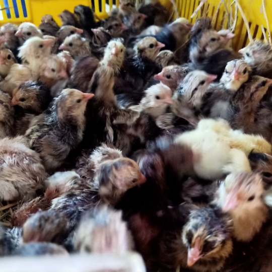 GÀ GIỐNG LAI BẾN TRE