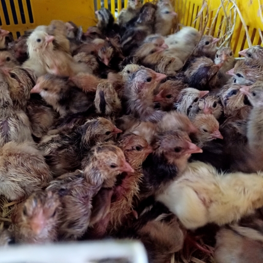 GÀ NÒI LAI BẾN TRE