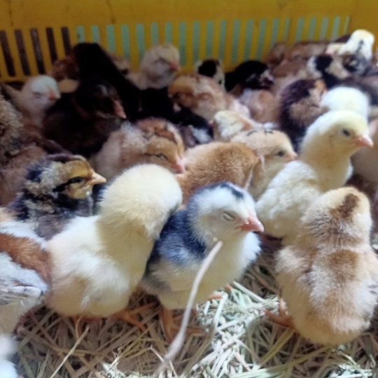 DÒNG GÀ NÒI LAI 01