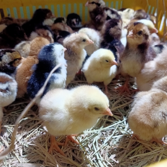 CUNG CẤP GÀ NÒI LAI BẾN TRE