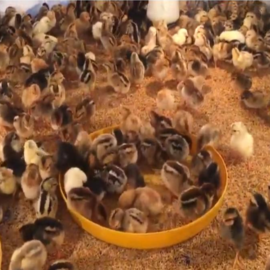 GÀ GIỐNG LAI BẾN TRE