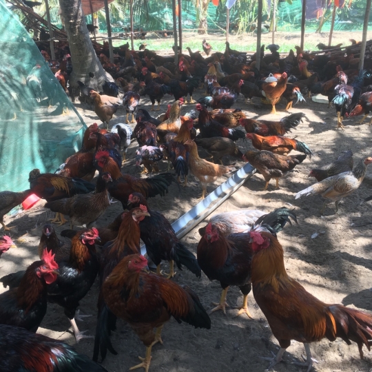 GÀ NÒI GIỐNG LAI DÒNG 1 (120 NGÀY TUỔI)