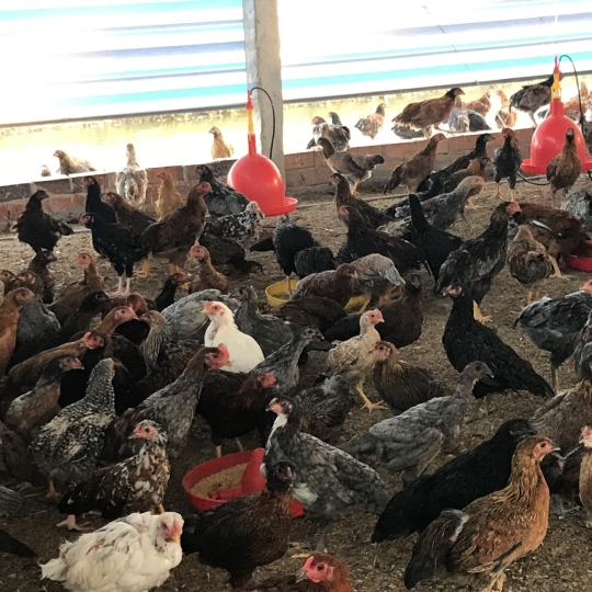 GÀ NÒI GIỐNG LAI DÒNG 2 (75 NGÀY TUỔI)