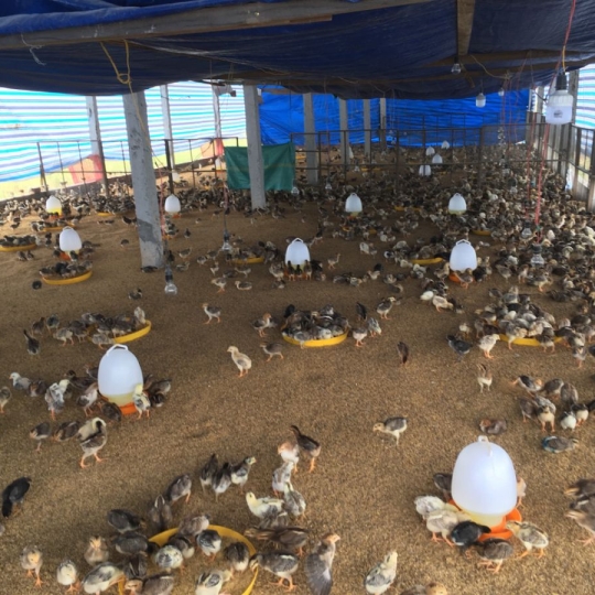 GÀ NÒI GIỐNG 10 NGÀY TUỔI