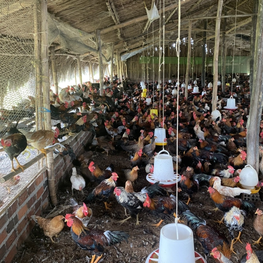 CUNG CẤP GÀ TRE - GIAO SỈ 