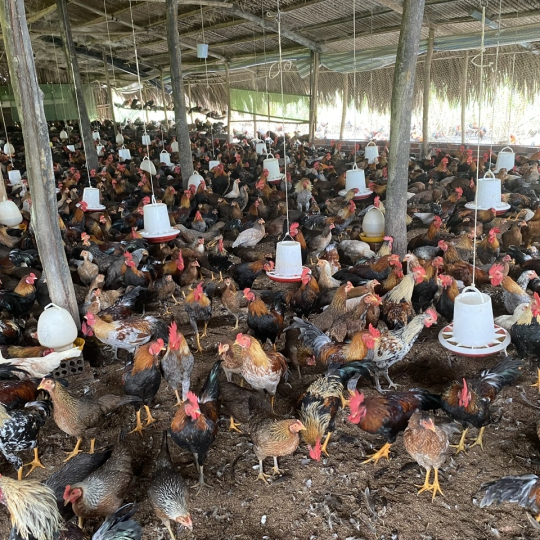 CUNG CẤP GÀ TRE - GIAO SỈ 