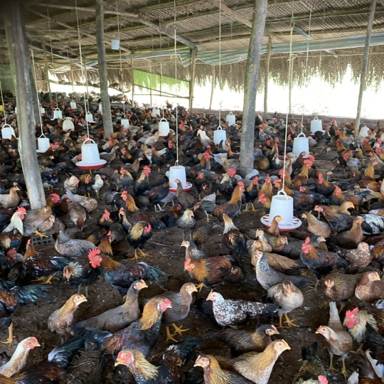 CUNG CẤP GÀ TRE - GIAO SỈ 