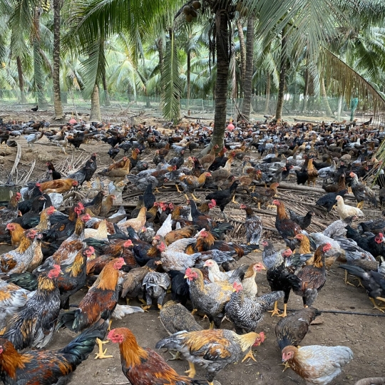 GÀ TRE - CUNG CẤP SỈ LẺ GÀ TRE BẾN TRE