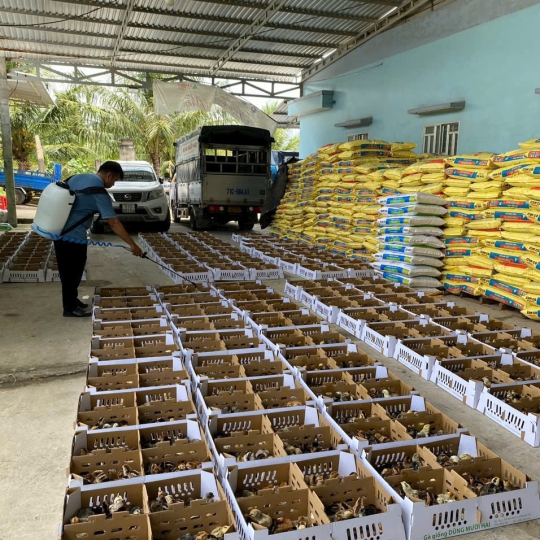 CUNG CẤP GÀ GIỐNG