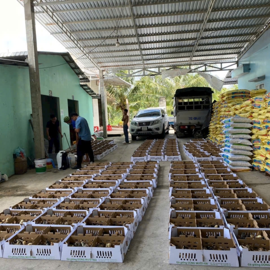 CUNG CẤP GÀ GIỐNG