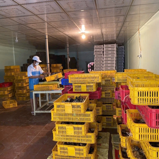 CUNG CẤP GÀ GIỐNG