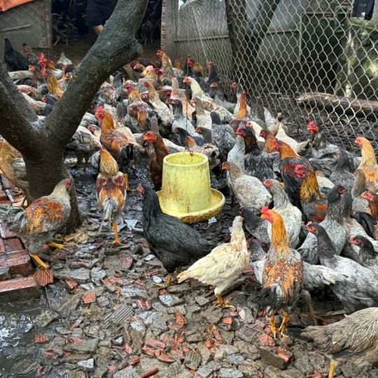 GÀ NÒI GIỐNG