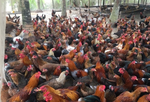 Trại gà giống Dũng Mười Hai