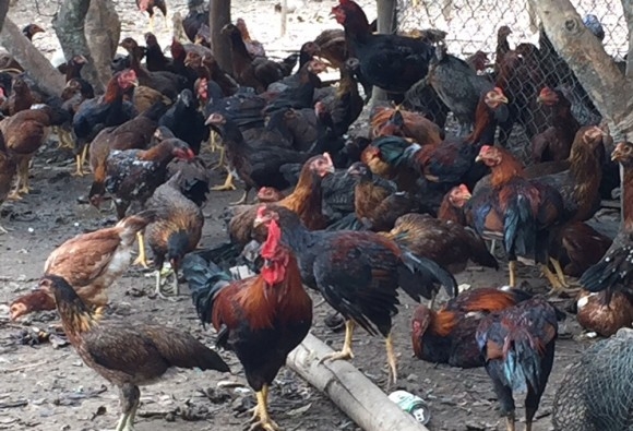 Trại gà giống Dũng Mười Hai