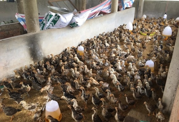 Trại gà giống Dũng Mười Hai