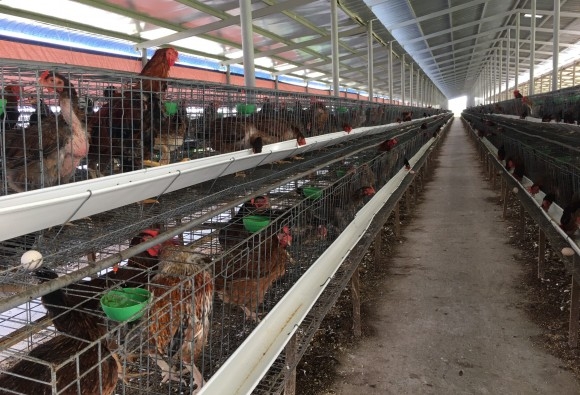 Trại gà giống Dũng Mười Hai