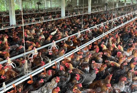 Trại gà giống Dũng Mười Hai