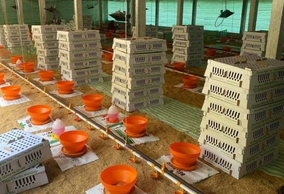 Trại gà giống Dũng Mười Hai