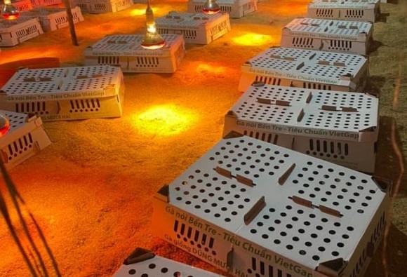 Trại gà giống Dũng Mười Hai