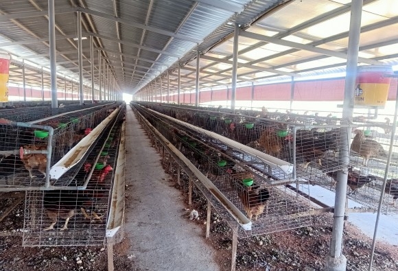 Trại gà giống Dũng Mười Hai