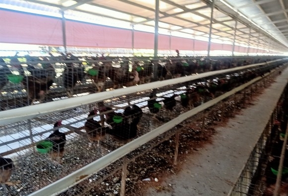 Trại gà giống Dũng Mười Hai