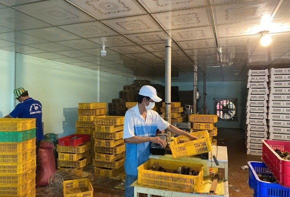 Trại gà giống Dũng Mười Hai