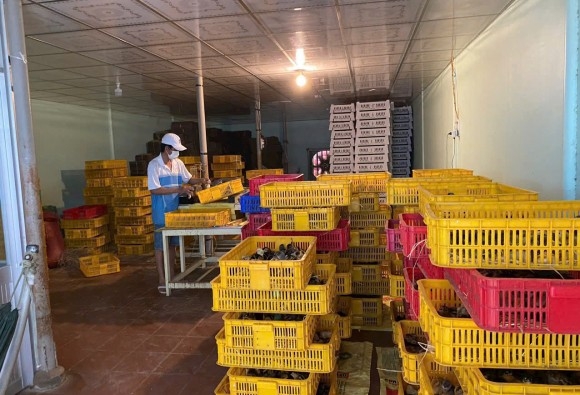 Trại gà giống Dũng Mười Hai