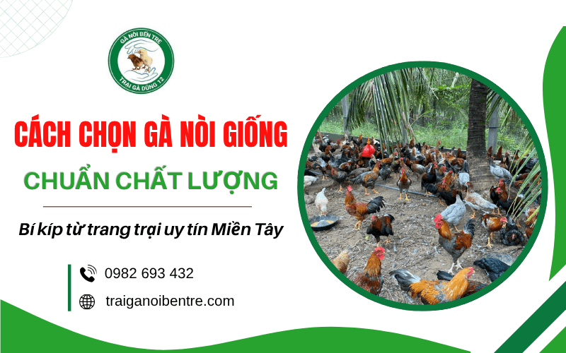 cách chọn gà nòi giống