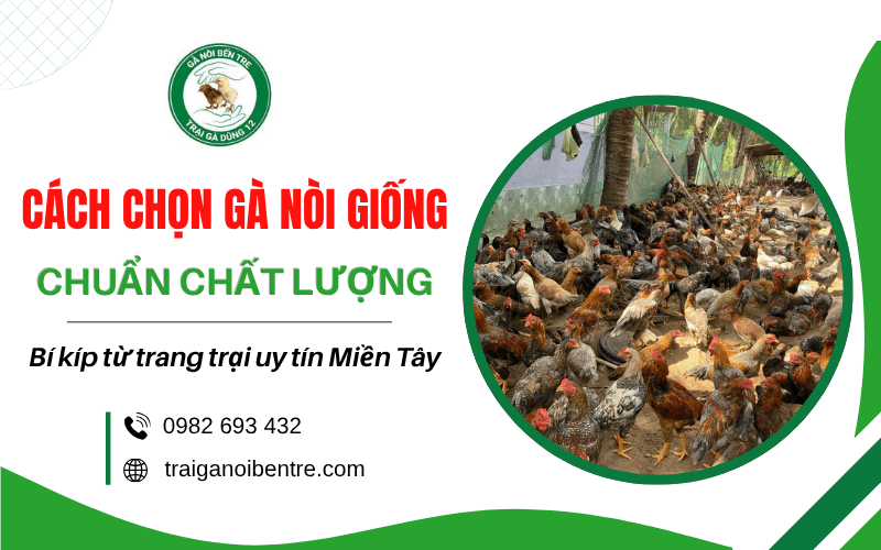 cách chọn gà nòi giống